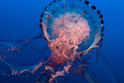 Black powder jellyfish
